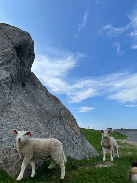 istock One fine day by looking at these cutie sheeps 1326310238