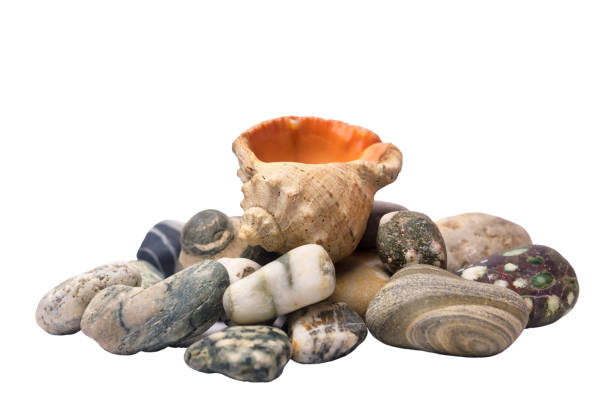 Sea rocks and seashell isolated on a white background.