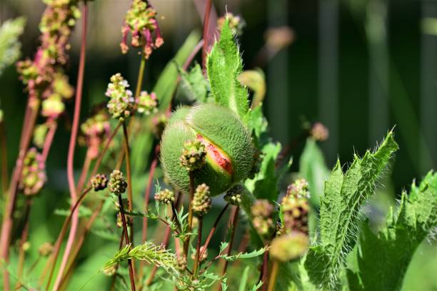 緑のケシの芽は花壇で開き始める - poppy bud ストックフォトと画像