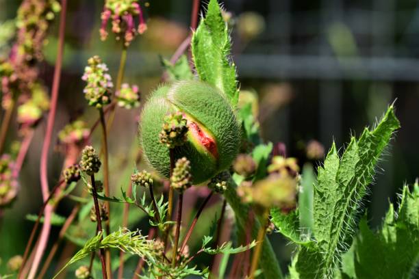 緑のケシの芽は花壇で開き始める - poppy bud ストックフォトと画像