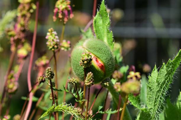 緑のケシの芽は花壇で開き始める - poppy bud ストックフォトと画像