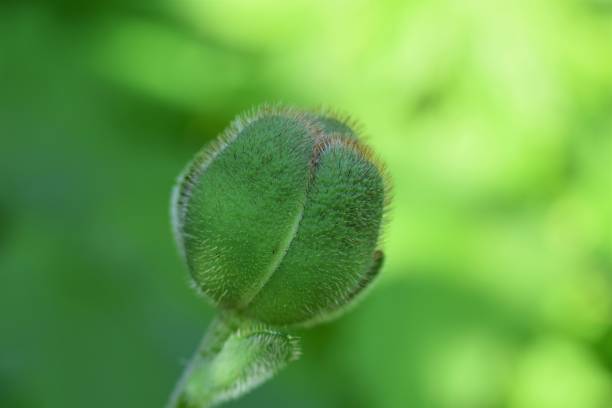 緑のぼやけた背景に対する緑の閉じたケシの芽 - poppy bud ストックフォトと画像