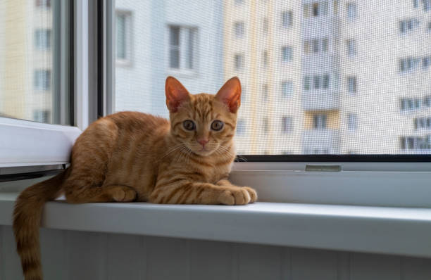 istock Kitten on the window sill with protective mosquito and anti-cat net 1326311191