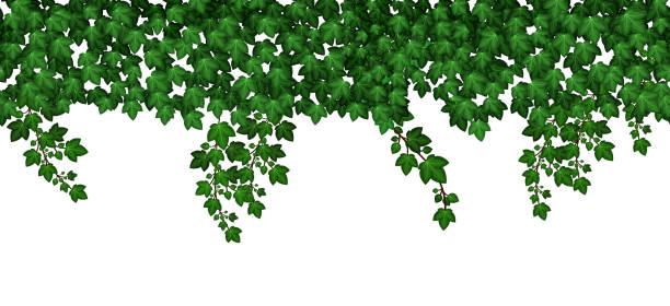 아이비는 벽을 매달려 떠난다. 여름 정원 녹색 단풍. 흰색 배경에 잎을 등반, 원활한 패턴을 반복합니다. 벡터 일러스트레이션 - backgrounds ivy leaf green stock illustrations