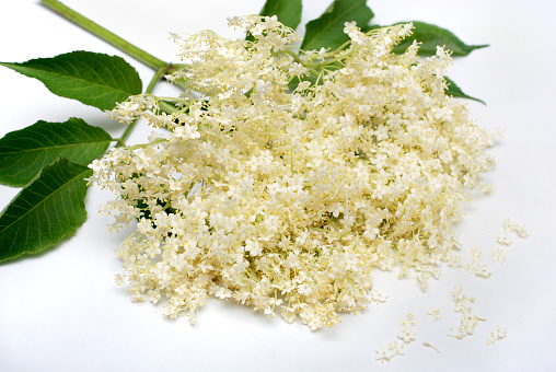 Beautiful branch with fragrant elderberry flowers on a white background