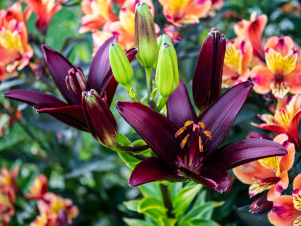 gigli asiatici circondati da alstroemeria a seattle - seattle close up petal purple foto e immagini stock