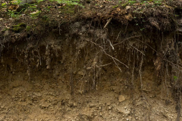 istock layers of lithosol soil 1326313642