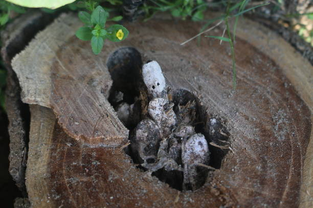 istock Closeup from a cut tree trunk with animal nest in a hole 1326314607