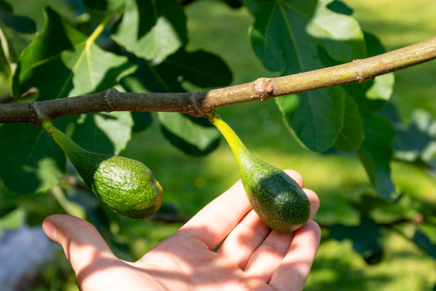 istock Beautiful green figs on a fig tree isolated, touched by a hand 1326315061