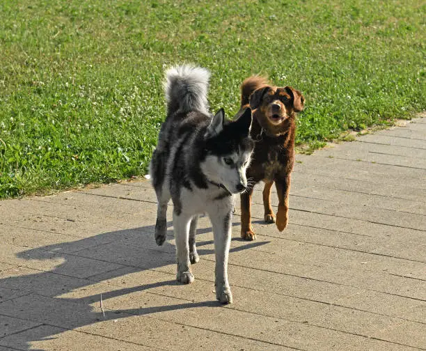 Photo of Not friends. Two unfriendly dogs met for walk. Moscow, Russia
