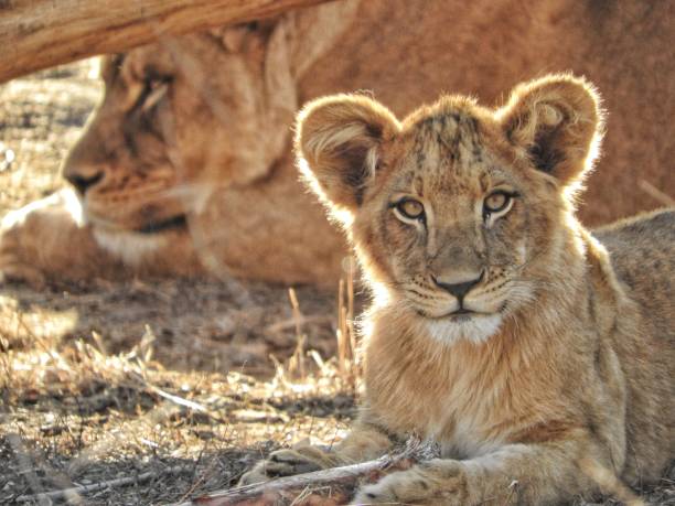 istock Stare of The Lion Cub 1326315210