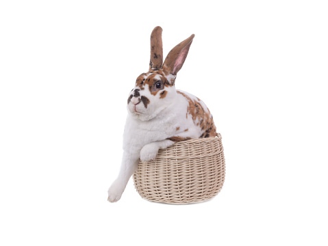 rabbit sitting In the basket. Easter .point isolated on white background