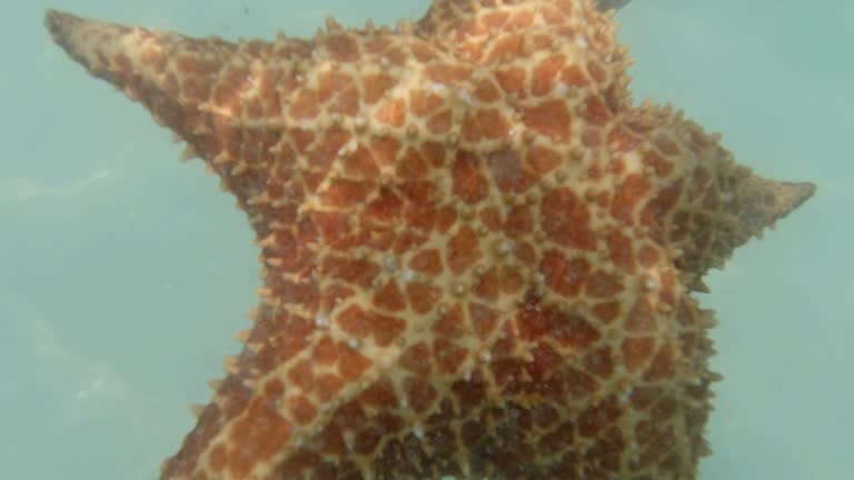 Living Starfish in the Caribbean Sea