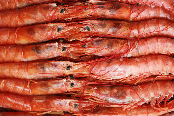 Close up fresh of raw red langoustines , Nephrops norvegicus, Norway lobster, Dublin Bay prawn or scampi.