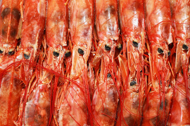 Close up fresh of raw red langoustines , Nephrops norvegicus, Norway lobster, Dublin Bay prawn or scampi.