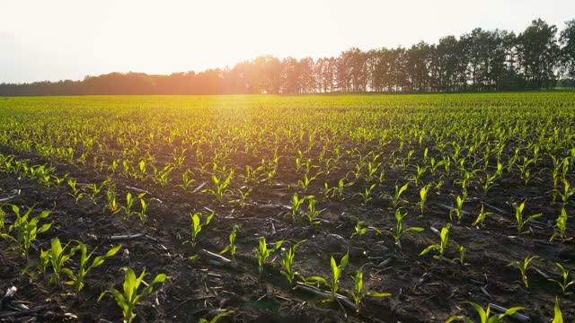 Corn growing. young green corn. Corn seedlings are growing in rows on agricultural field. Backdrop of sunset and dark brown fertile, moist soil. Agriculture, eco farm. Slow motion