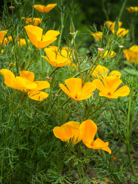 istock Meadow with yellow flowering California poppies. 1326319982