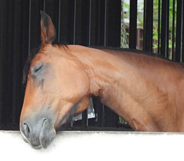race horse in the barn in Argentina, Buenos Aires on 3 of  may of 2014