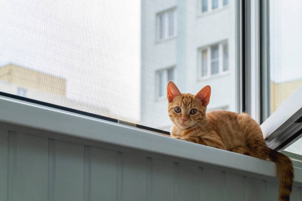 istock Kitten on the window sill with protective mosquito and anti-cat net 1326321546