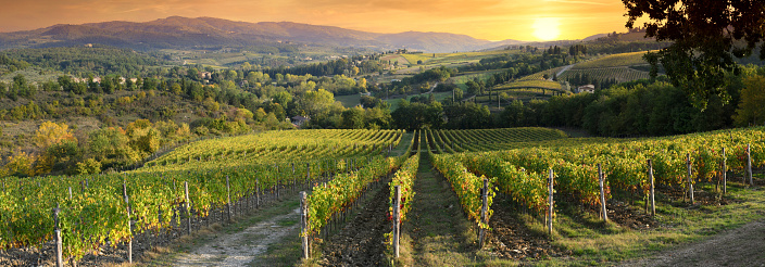 Beautiful vineyards in Tuscany at sunset near Greve in Chianti. Tuscany, Italy