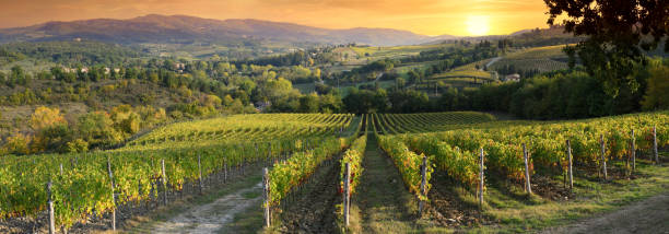 Beautiful vineyards in Tuscany at sunset near Greve in Chianti. Tuscany, Italy Beautiful vineyards in Tuscany at sunset near Greve in Chianti. Tuscany, Italy chianti region stock pictures, royalty-free photos & images