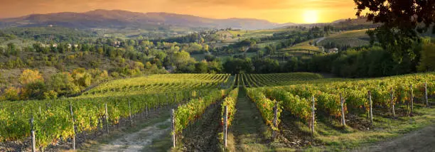 Photo of Beautiful vineyards in Tuscany at sunset near Greve in Chianti. Tuscany, Italy