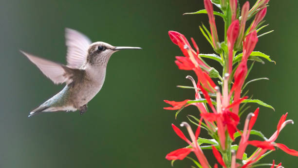 istock Hummingbird flapping wings towards red cardinal flowers 1326322748