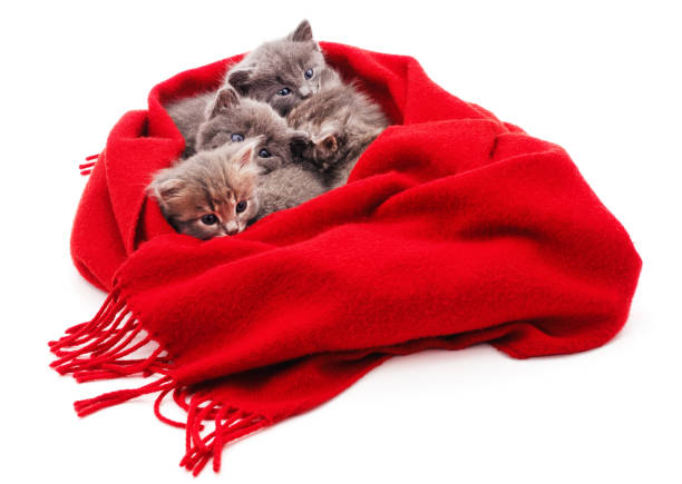 istock Gray kitten in a scarf. 1326322858