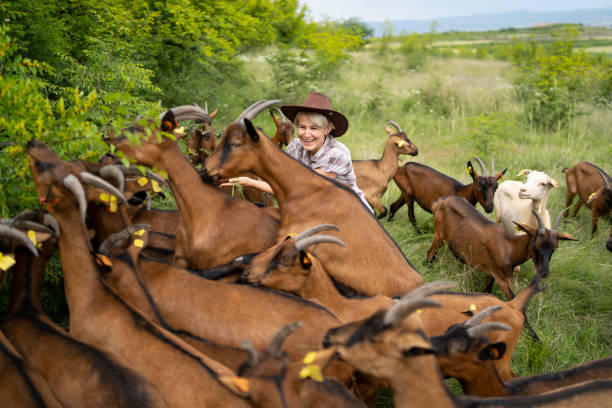 istock Goats eating leaves from the trees 1326322902