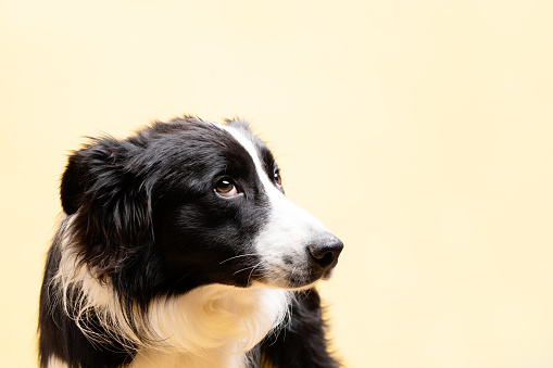Border collie shy on a yellow background. copy space.