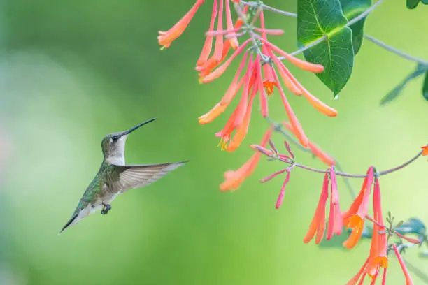 A ruby-throated hummingbird flaps its wings in front of brilliant-colored honeysuckle flowers. The wing patterns and claws are clearly displayed. The fine details of the red-color flowers are also visible.