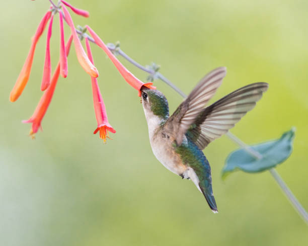 istock Hummingbird feeding deeply into a red honeysuckle flower with wings upward 1326323679
