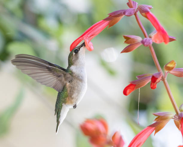 istock Hummingbird feeding on a red sylvia flower with wings sideway 1326323701