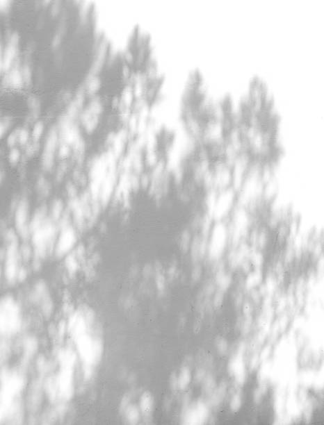 istock Stylish tree shadow on white wall. Minimal aesthetic background 1326324457