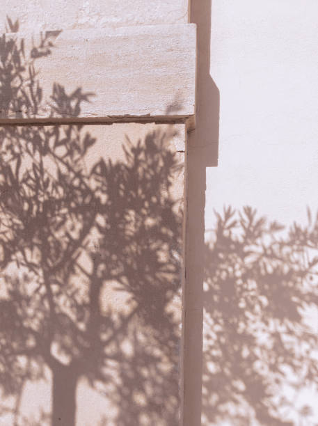 istock Stylish tree shadow on white wall. Minimal aesthetic background 1326325519