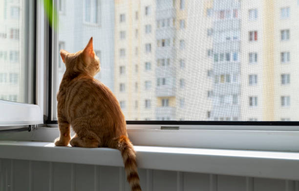 istock Kitten on the window sill with protective mosquito and anti-cat net 1326326507