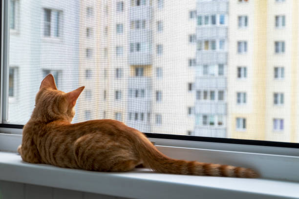 istock Kitten on the window sill with protective mosquito and anti-cat net 1326326563