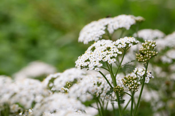 istock Yarrow or Achillea millefolium blooming in summer 1326326584
