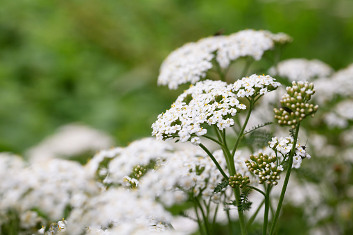 Yarrow in bloom or Achillea millefolium growing wild, blossom and leaves can be used for herbal tea