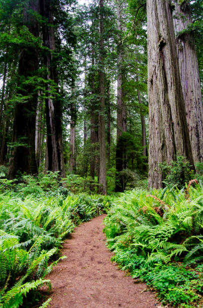 istock Redwood National Park 1326326665