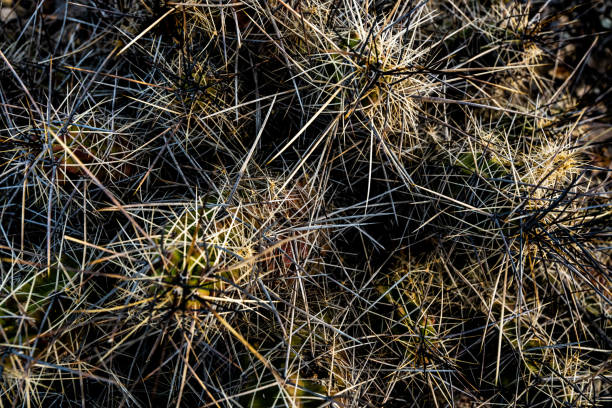Cacti close up, against clear blue sky background