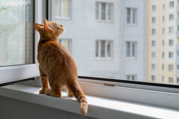 Kitten on the window sill with protective mosquito and anti-cat net