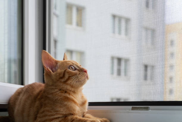 istock Kitten on the window sill with protective mosquito and anti-cat net 1326326991