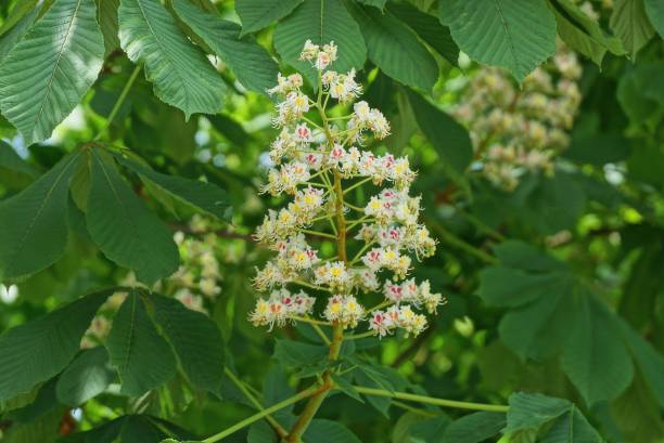 istock many white small chestnut flowers on a tree branch 1326327787