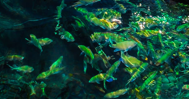 istock Green Fishes 01 1326327844