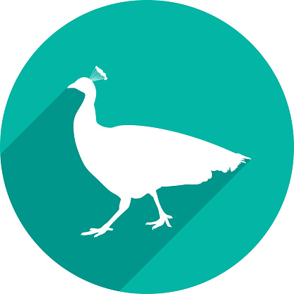 Vector illustration of a teal peacock icon in flat style.