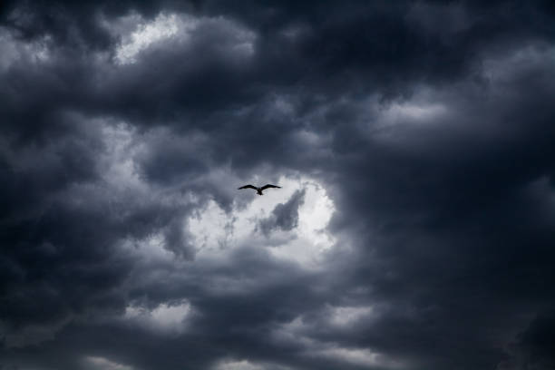 istock A seagull with open wings on move in the stormy cloudy sky. 1326329092