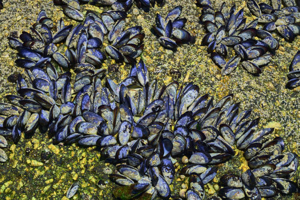 istock Wild mussels on rocks (Mytilus edulis) 1326330771