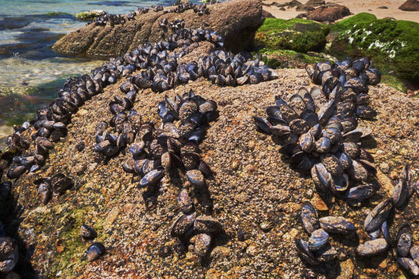 istock Wild mussels on rocks (Mytilus edulis) 1326330788