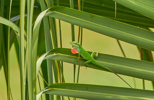 The colorful green anole in the natural surroundings of Orlando Wetlands Park in central Florida.  The park is a large marsh area which is home to numerous birds, mammals, and reptiles.